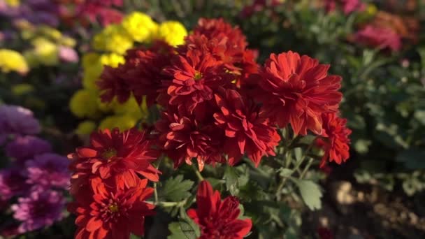 Muy Bonito Colorido Jardín Flores Cerca Ver Las Flores Video — Vídeos de Stock