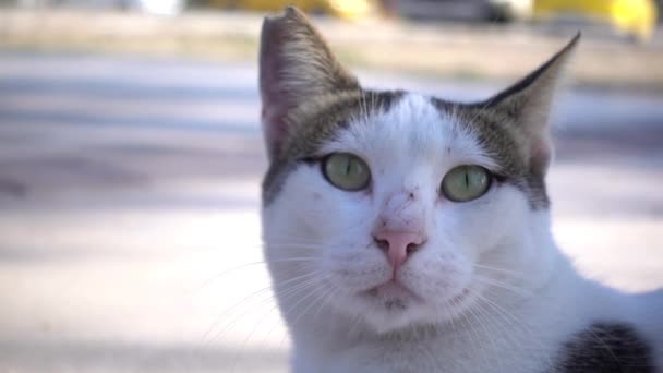非常漂亮的流浪猫形象 — 图库视频影像
