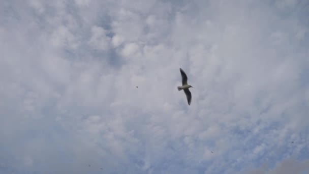 青空のスロー モーション ビデオを飛んでいるカモメ鳥の 1920 1080 Fps とても素敵な群れ — ストック動画