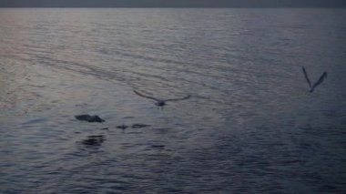 Yüzme ve deniz Slow Motion Video üzerinde uçan 1920 x 1080 30 Fps. çok güzel deniz kuşları.