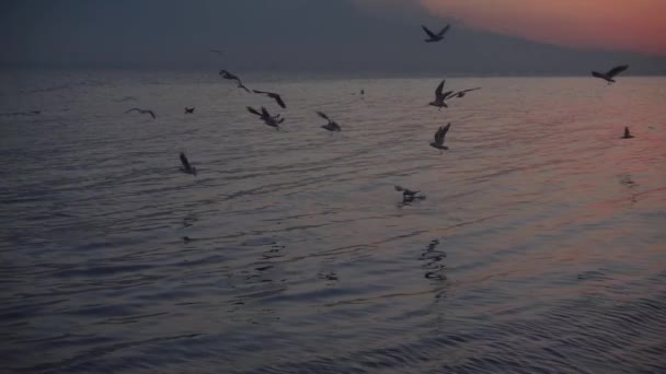 1920X1080 Fps Very Nice Seabirds Swimming Flying Sea Slow Motion — Stock Video