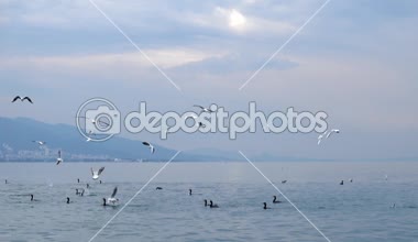 Yüzme ve deniz Slow Motion Video üzerinde uçan 1920 x 1080 30 Fps. çok güzel deniz kuşları.