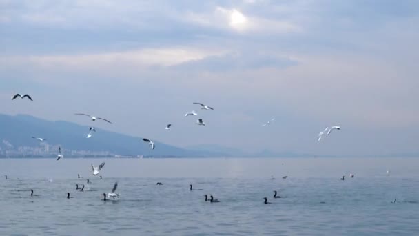 1920X1080 Fps Very Nice Seabirds Swimming Flying Sea Slow Motion — Stock Video