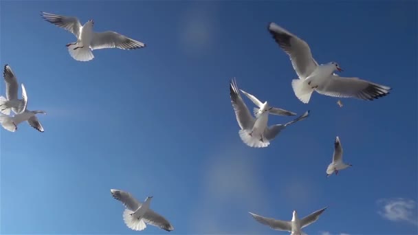 1920X1080 Fps Милая Стая Птиц Seagulls Birds Flying Blue Sky — стоковое видео