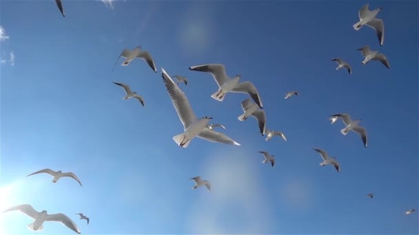 1920X1080 Fps Милая Стая Птиц Seagulls Birds Flying Blue Sky — стоковое видео