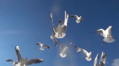 1920 x 1080 30 Fps. çok güzel sürüsü mavi gökyüzü Slow Motion Video uçan martı kuşları.