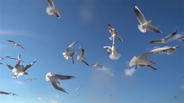 1920X1080 Fps 非常漂亮的海鸥鸟群在蓝天慢动作视频中飞行 — 图库视频影像