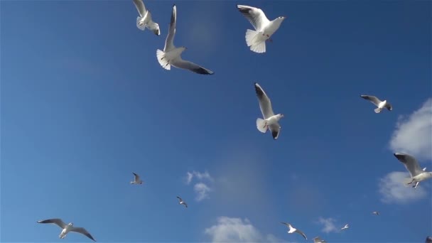 1920X1080 Fps Милая Стая Птиц Seagulls Birds Flying Blue Sky — стоковое видео