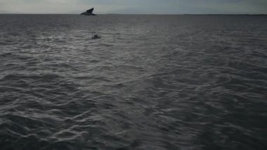 Ağır çekim video okyanusta üzerinde uçan martıları bir sürü görülebilir