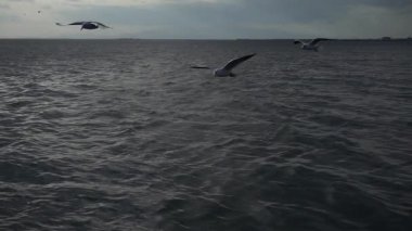 Ağır çekim video okyanusta üzerinde uçan martıları bir sürü görülebilir