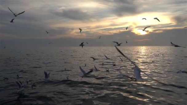 在慢动作视频中 可以看到一群海鸥在海洋上空飞行 — 图库视频影像