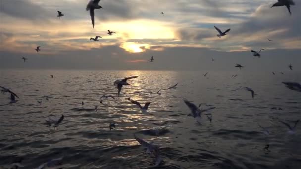 Uno Stormo Gabbiani Può Essere Visto Volare Sopra Oceano Video — Video Stock