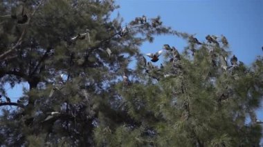Çam Ağacı 'ndaki Çok Güzel Güvercinler.