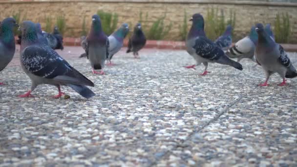 Close Shot Flock Pigeons Feeding Park — Stock Video