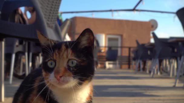 Gato Selvagem Preto Branco Dormindo Doca Abre Olhos Estende Levantando — Vídeo de Stock