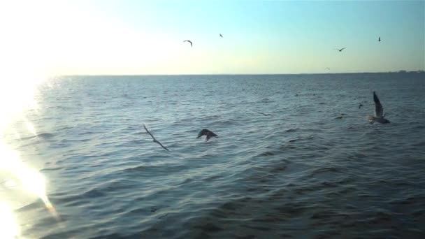 Una Bandada Gaviotas Puede Ver Volando Sobre Océano Video Cámara — Vídeo de stock