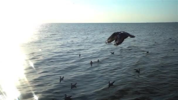 Flock Måsar Kan Ses Flyga Över Havet Slow Motion Video — Stockvideo