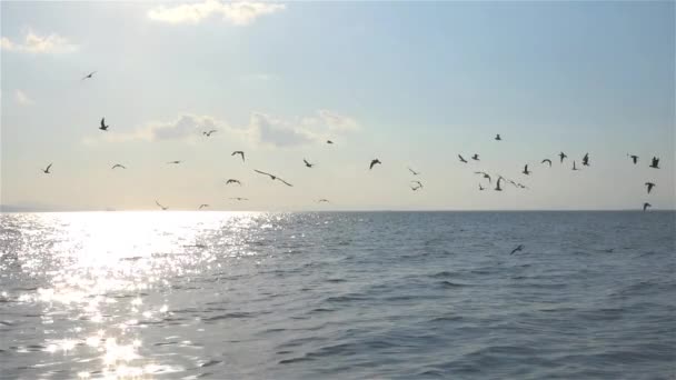 Una Bandada Gaviotas Puede Ver Volando Sobre Océano Video Cámara — Vídeos de Stock