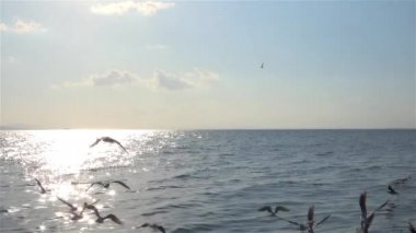 Ağır çekim video okyanusta üzerinde uçan martıları bir sürü görülebilir