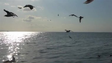 Ağır çekim video okyanusta üzerinde uçan martıları bir sürü görülebilir