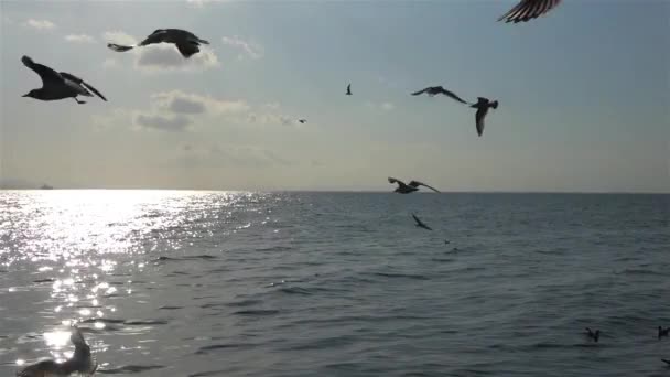 Flock Måsar Kan Ses Flyga Över Havet Slow Motion Video — Stockvideo