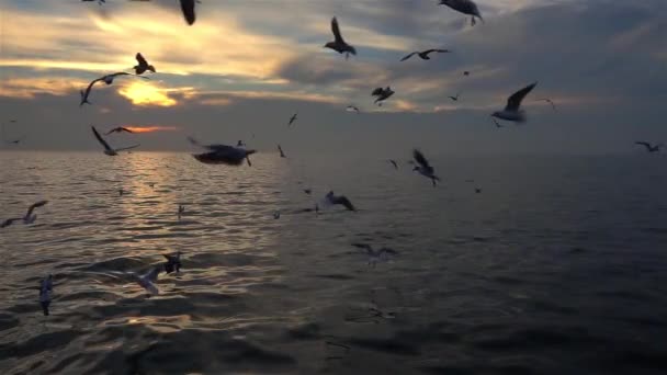 Een Kudde Van Meeuwen Zien Vliegen Oceaan Slow Motion Video — Stockvideo