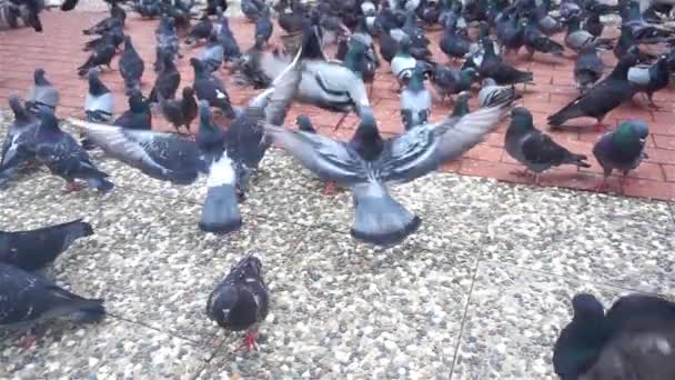 Close Shot Flock Pigeons Feeding Park — Stock Video