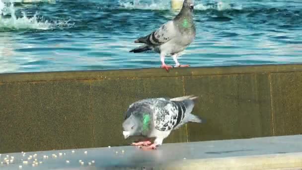 Nahaufnahme Einer Taubenschar Beim Füttern Park — Stockvideo