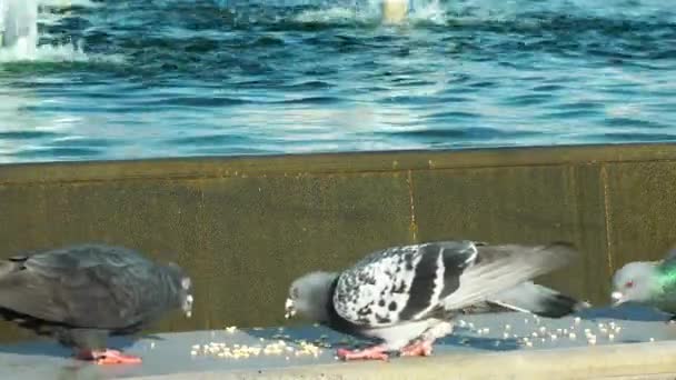 Närbild Flock Duvor Utfodring Parken — Stockvideo