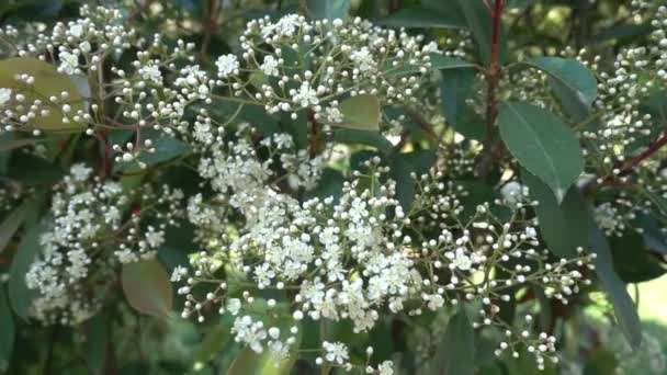 Zeer Mooie Herfst Bloemen Bekijk Video — Stockvideo