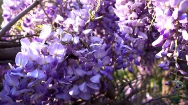 Çok Güzel Sonbahar Çiçekleri Video Görüntüle.