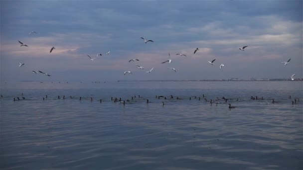 1920X1080 Fps Très Beaux Oiseaux Mer Nageant Volant Sur Mer — Video