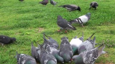 Meydanda çim yürüyüş güzel güvercinler kuş.
