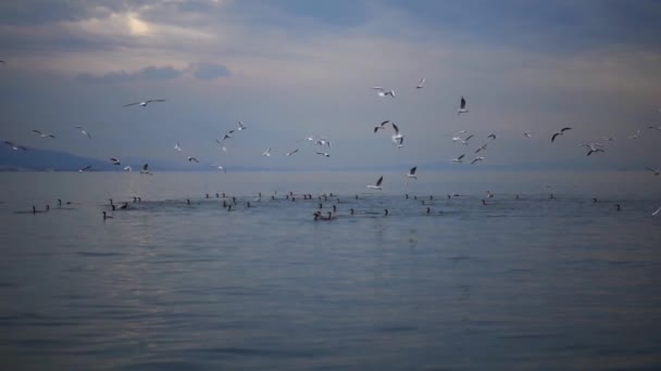 1920X1080 Fps Дуже Милі Морські Птахи Плавають Літають Морі Повільний — стокове відео