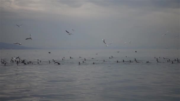 1920X1080 Fps Aves Marinas Muy Bonitas Nadando Volando Mar Vídeo — Vídeos de Stock