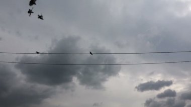 1920x1080 30 fps. çok güzel yavaş hareket. Ayakta ve uçan elektrikli teller video güvercinler.