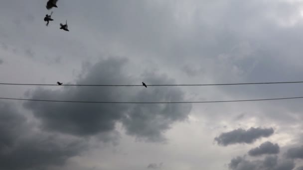 1920X1080 Fps Très Beau Ralenti Pigeons Debout Volants Fils Électriques — Video