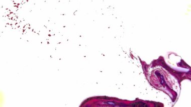 1920 x 1080 25 Fps. çok güzel soyut renkli canlı dönen renkler patlama boya patlama doku arka plan Video.