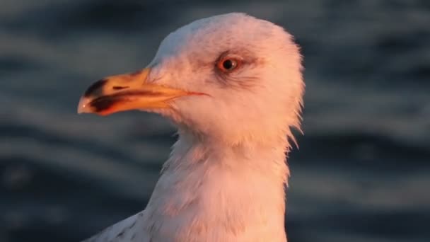 Uccelli Marini Sulla Roccia Piedi Nuotano Volano Sull Oceano — Video Stock