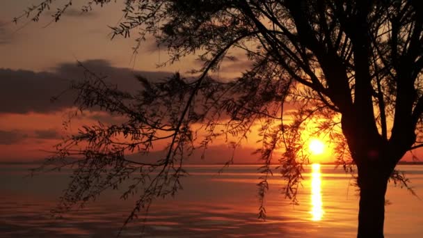 Πολύ Ωραίο Φως Του Ήλιου Μέσα Από Κλαδιά Δέντρων — Αρχείο Βίντεο