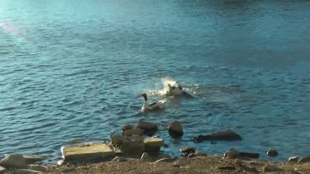 Πολύ Ωραία Geese Διαφωνία Στο Lake Footage — Αρχείο Βίντεο