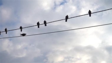 Elektrik kablolarının üzerinde duran güvercinlerin çok güzel bir fotoğrafı..