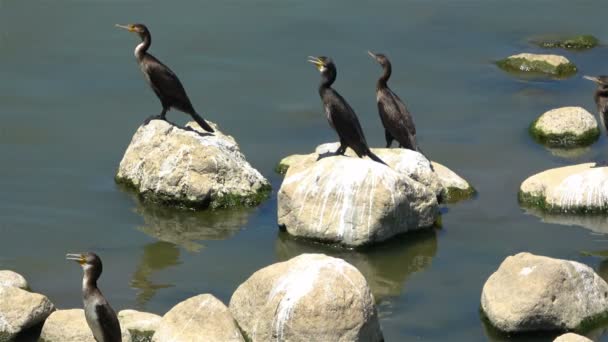 Aves Cormoranes Descansando Sobre Roca Lago — Vídeos de Stock