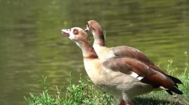 Gölün Yanında Duran Ördekler