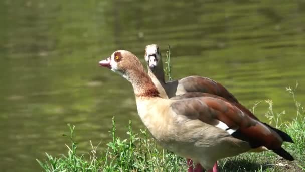 Patos Pie Cerca Del Lago — Vídeo de stock