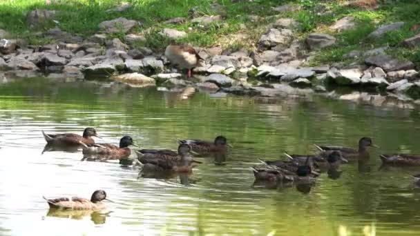 Bebek Liar Mengambang Danau — Stok Video