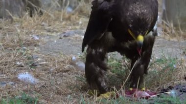 Kartal avettiği eti yiyor.