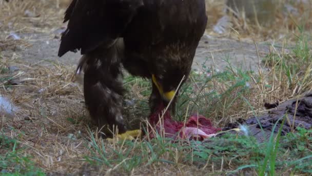 Águila Come Carne Que Caza — Vídeo de stock