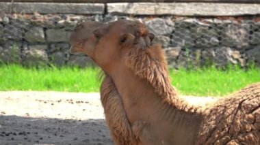 Close-Up Camel Rumin Görünümü.
