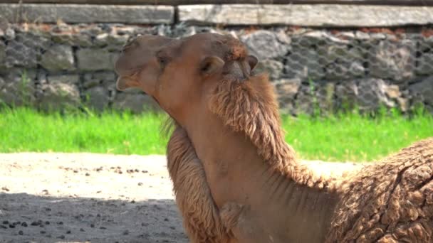 Κοντινό Καμήλα Rumin Θέα — Αρχείο Βίντεο